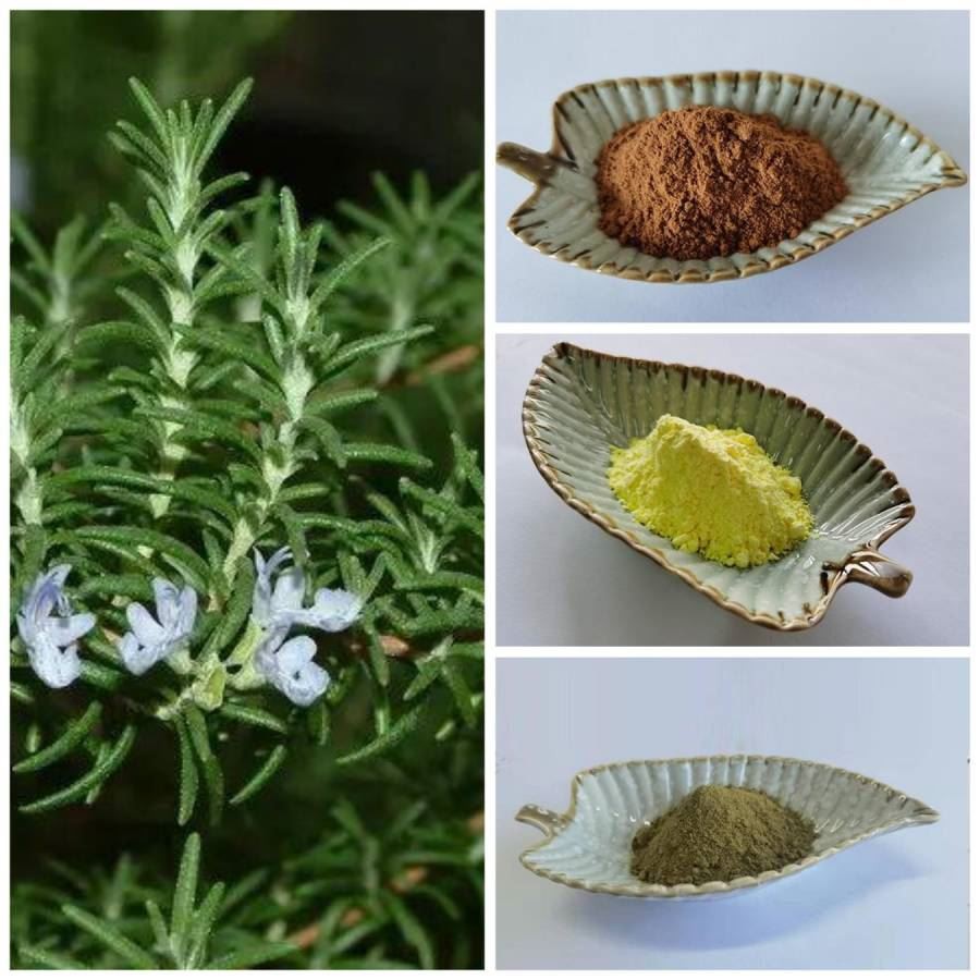 Rosemary Extract