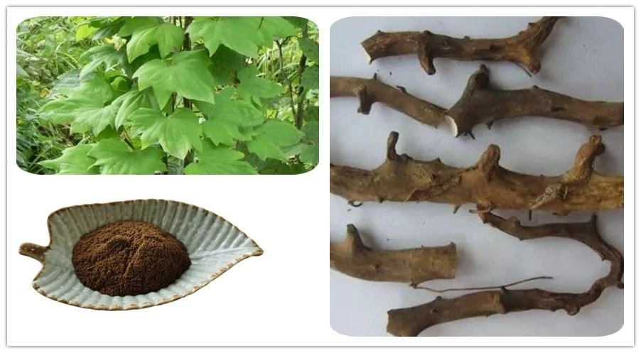 Dioscorea Nipponica Extract
