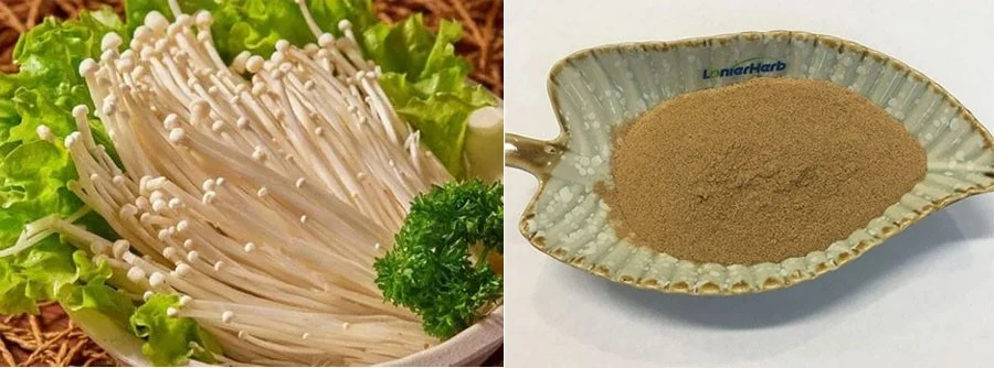 Flammulina Velutipes Extract suppliers Flammulina Velutipes Extract suppliers