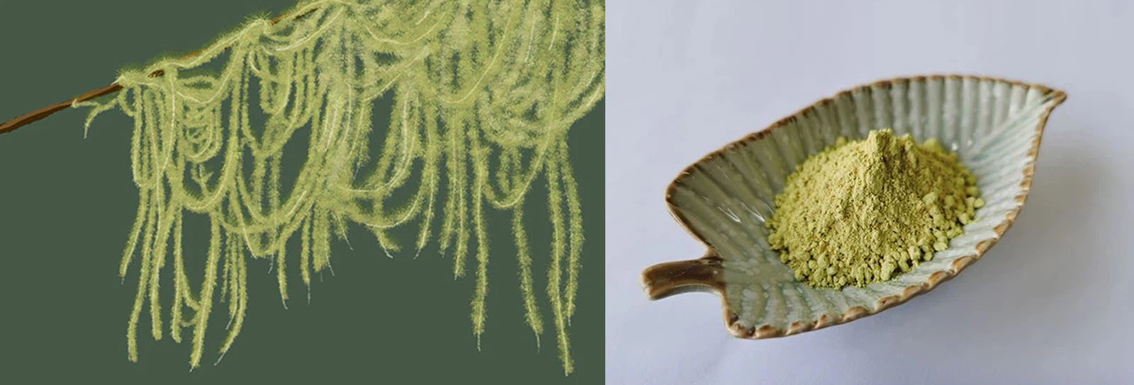 Lonierherb Lichen Extract Lonierherb Lichen Extract