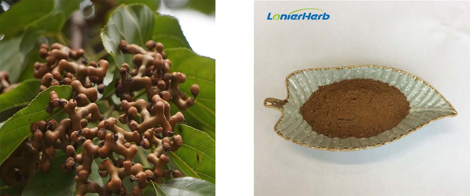 Hovenia Dulcis Extract Powder Hovenia Dulcis Extract Powder